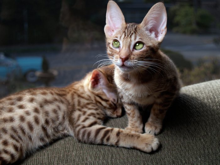 Asleep and Alert