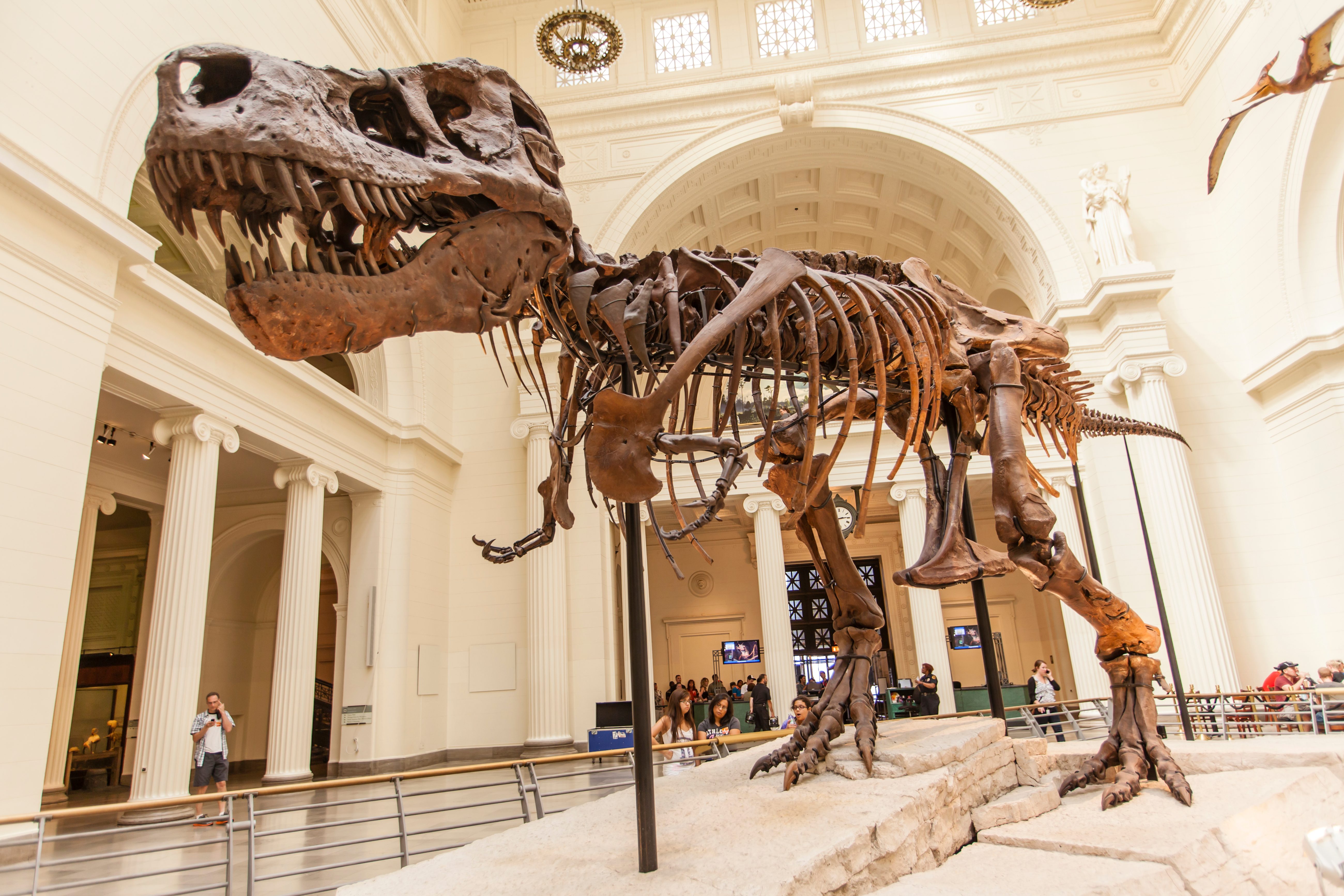 Dinosaur skeleton stands on display inside a grand museum hall, surrounded by visitors and classical architecture.