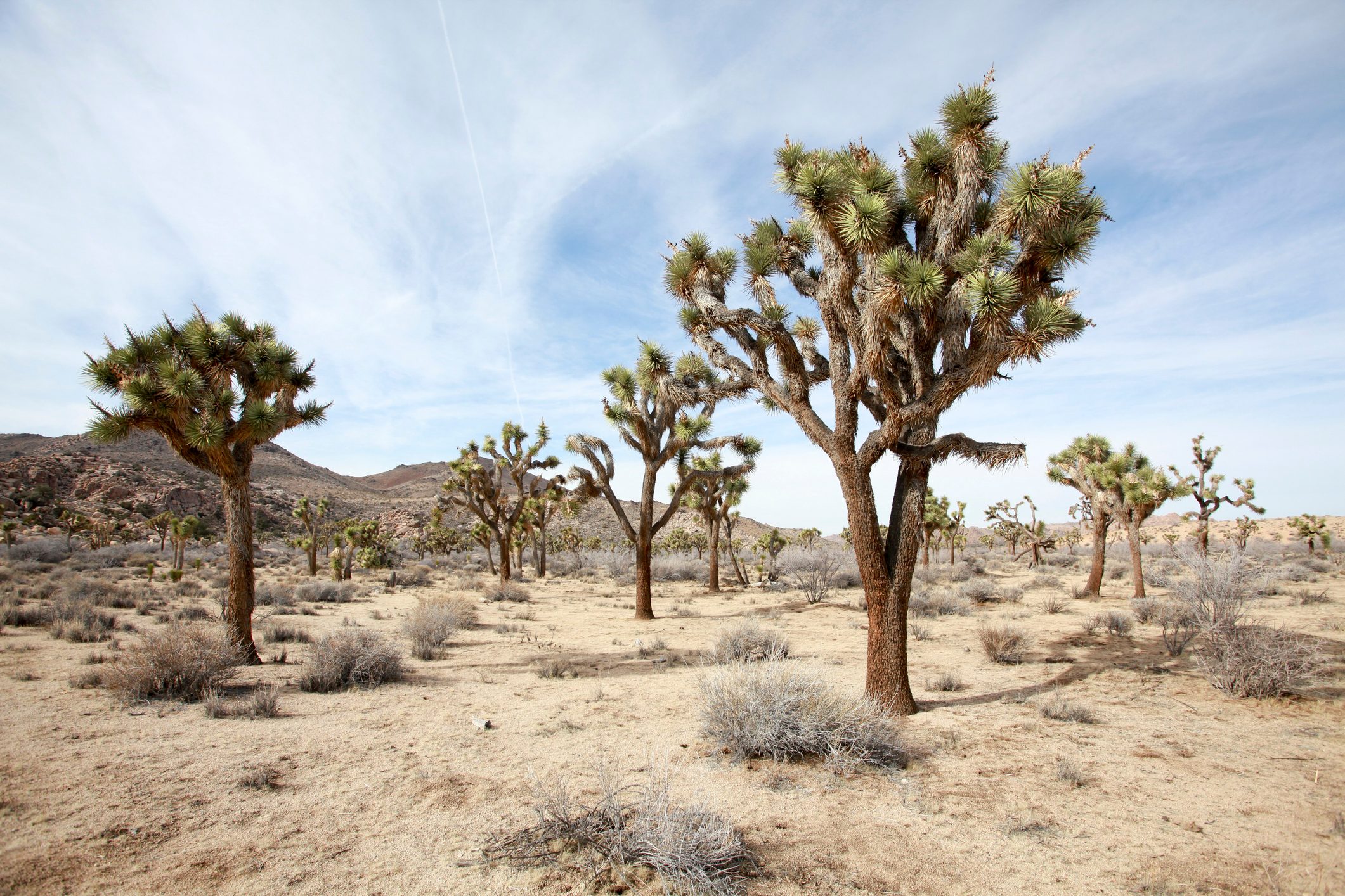 Joshua tree national park