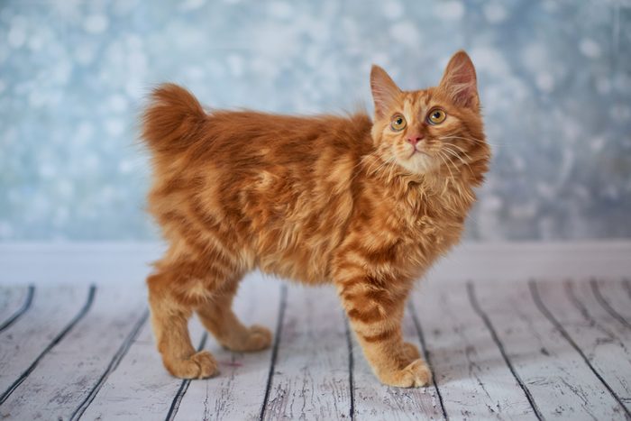 American bobtail cat