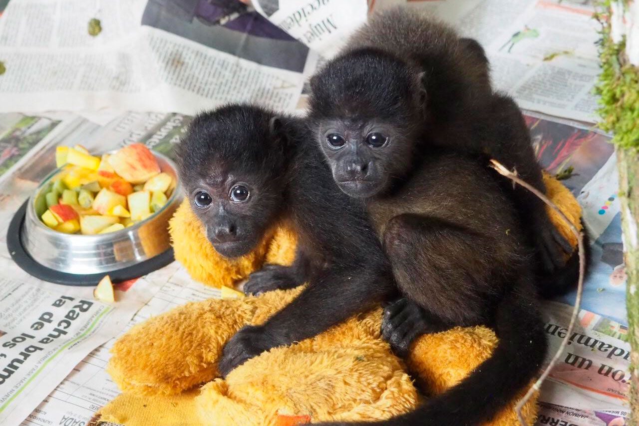 baby howler monkeys