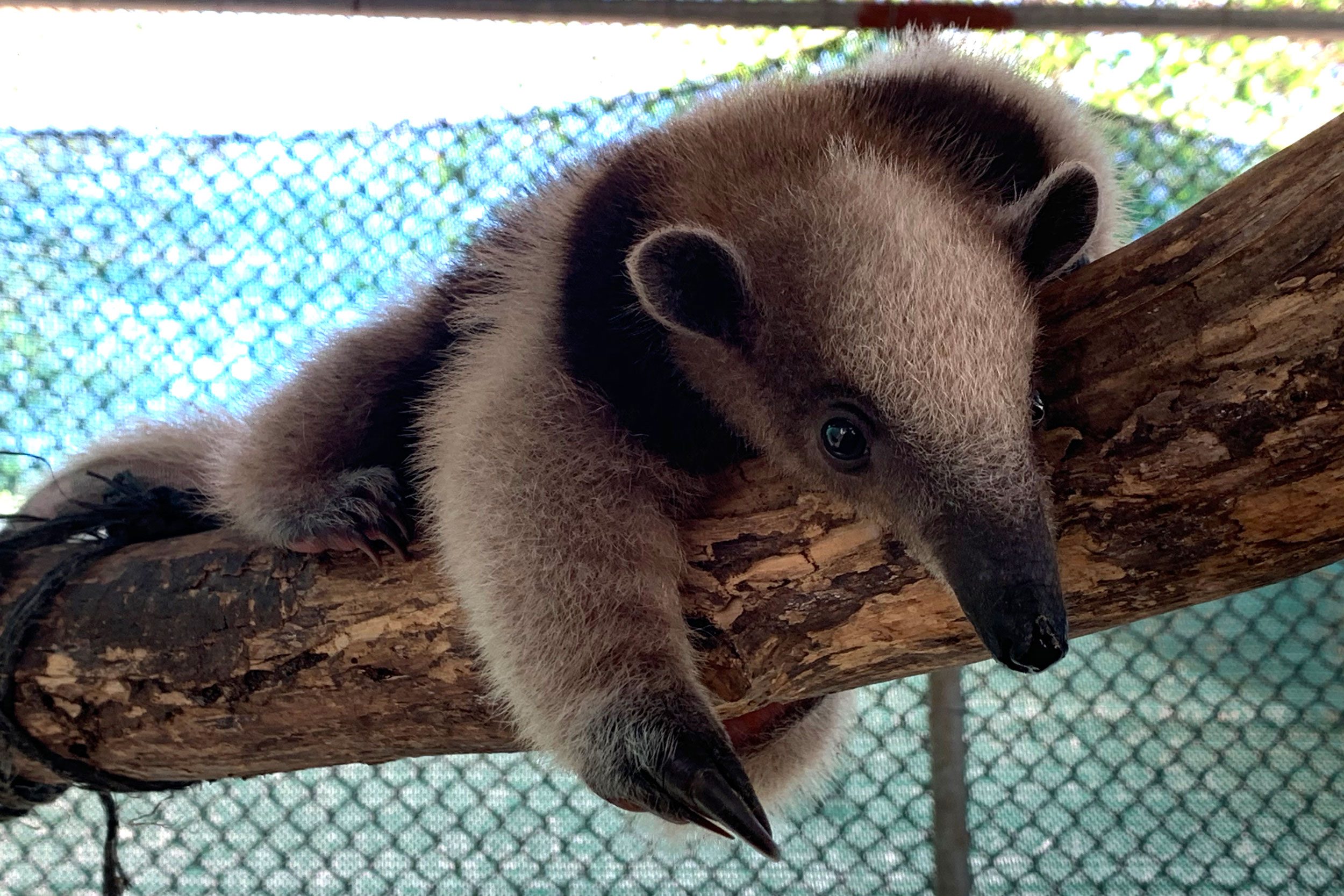 baby anteater