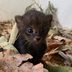 15 of the Cutest Baby Animals Born During the Pandemic