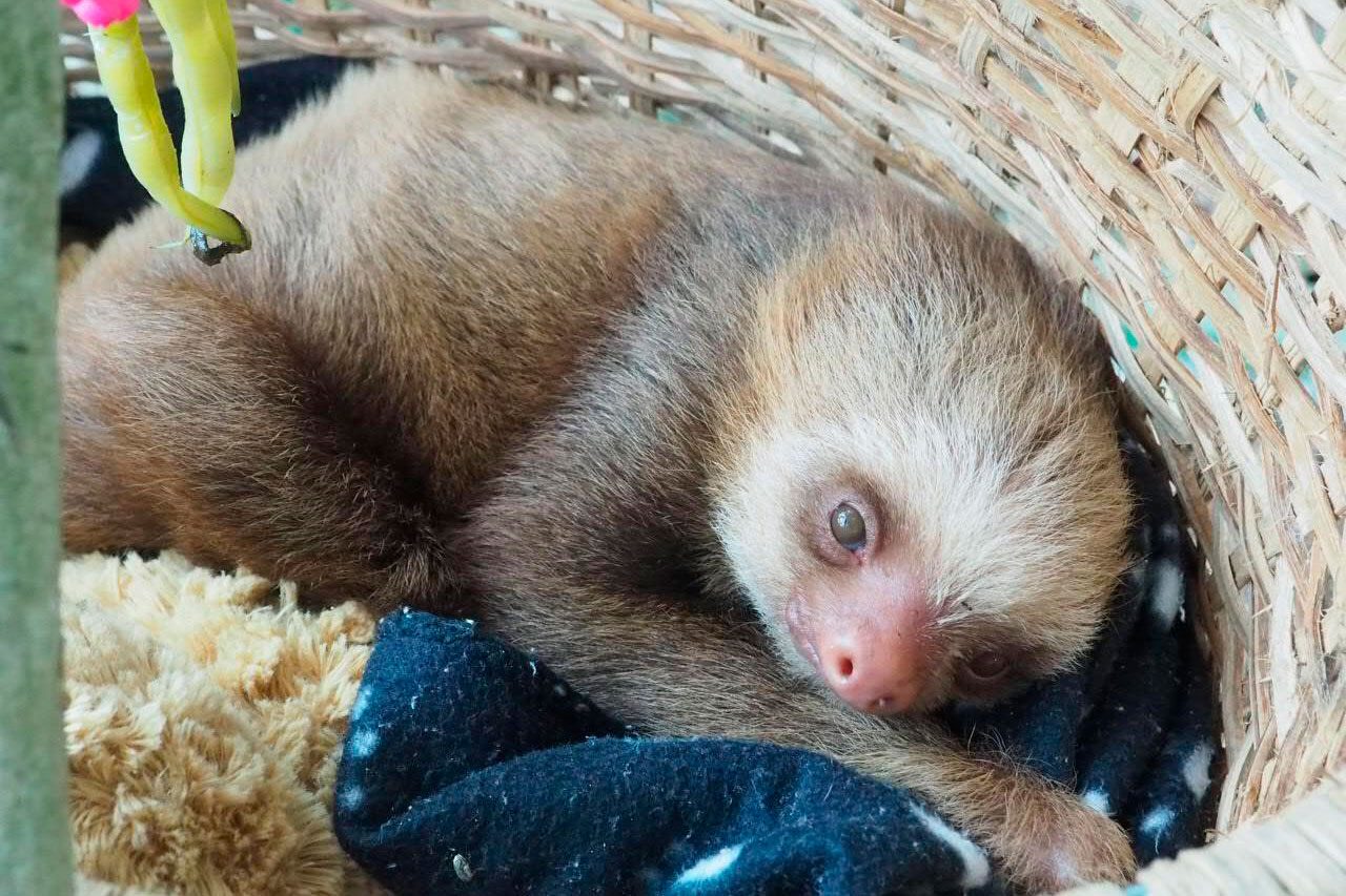 baby sloth