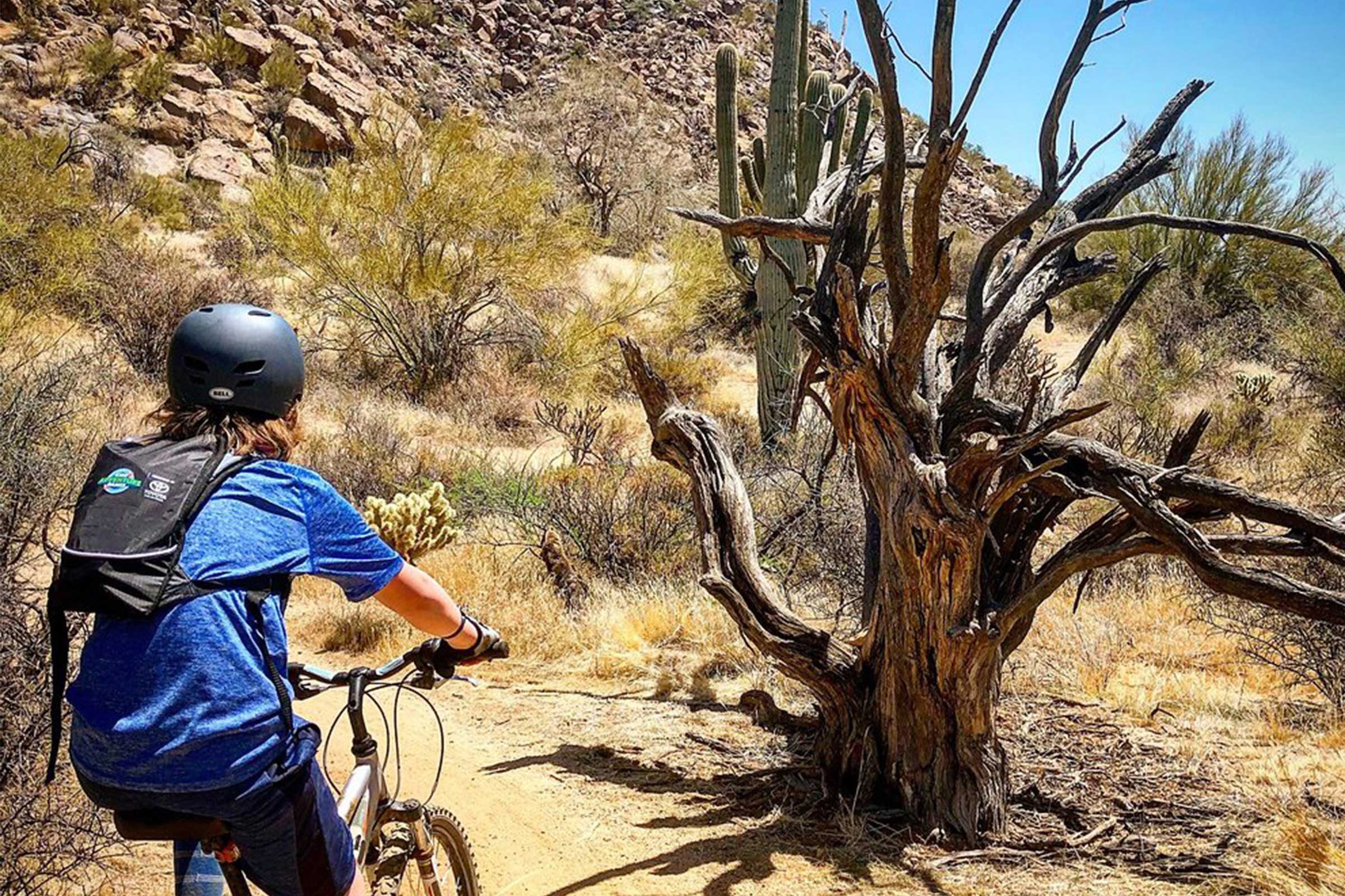 Cyclist riding along a dusty desert trail, passing by cacti and scraggly bushes under clear blue sky.