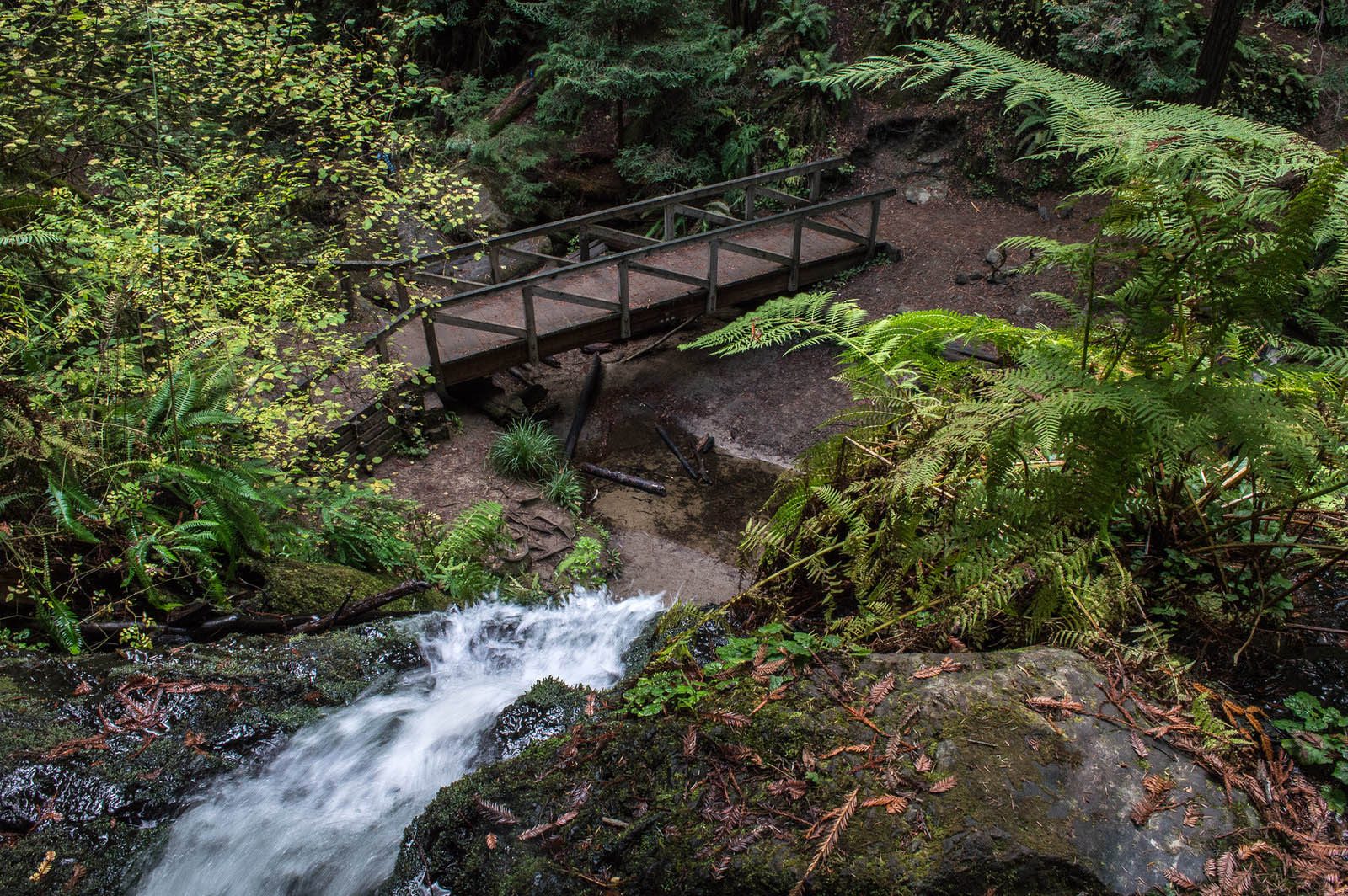 Waterfall cascades over rocks beside a wooden bridge surrounded by lush green ferns and trees in a forest setting.