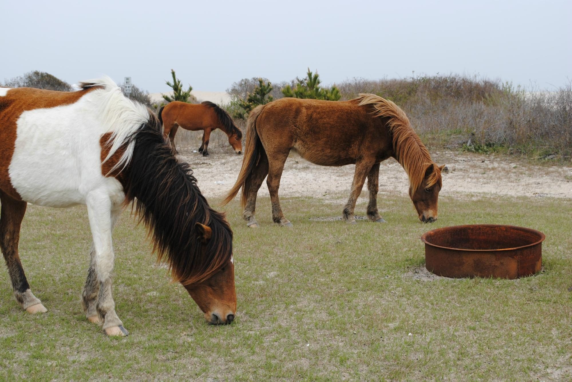 Maryland: Assateague State Park
