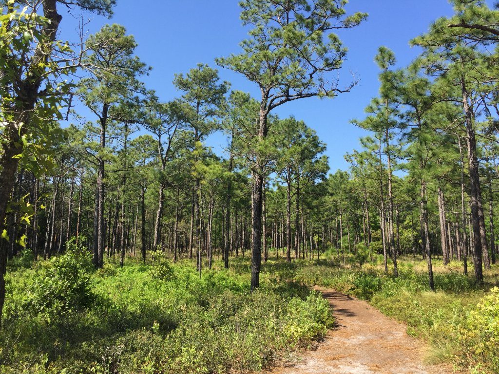 North Carolina: Carolina Beach State Park