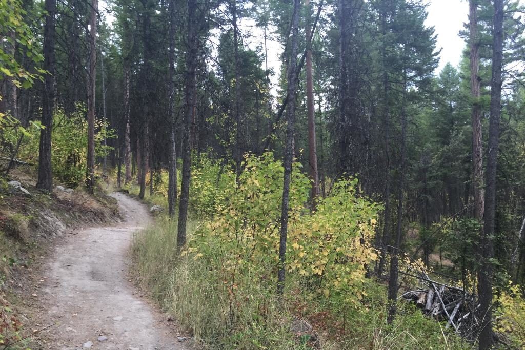 Dirt path winds through dense forest, surrounded by tall trees and lush undergrowth.