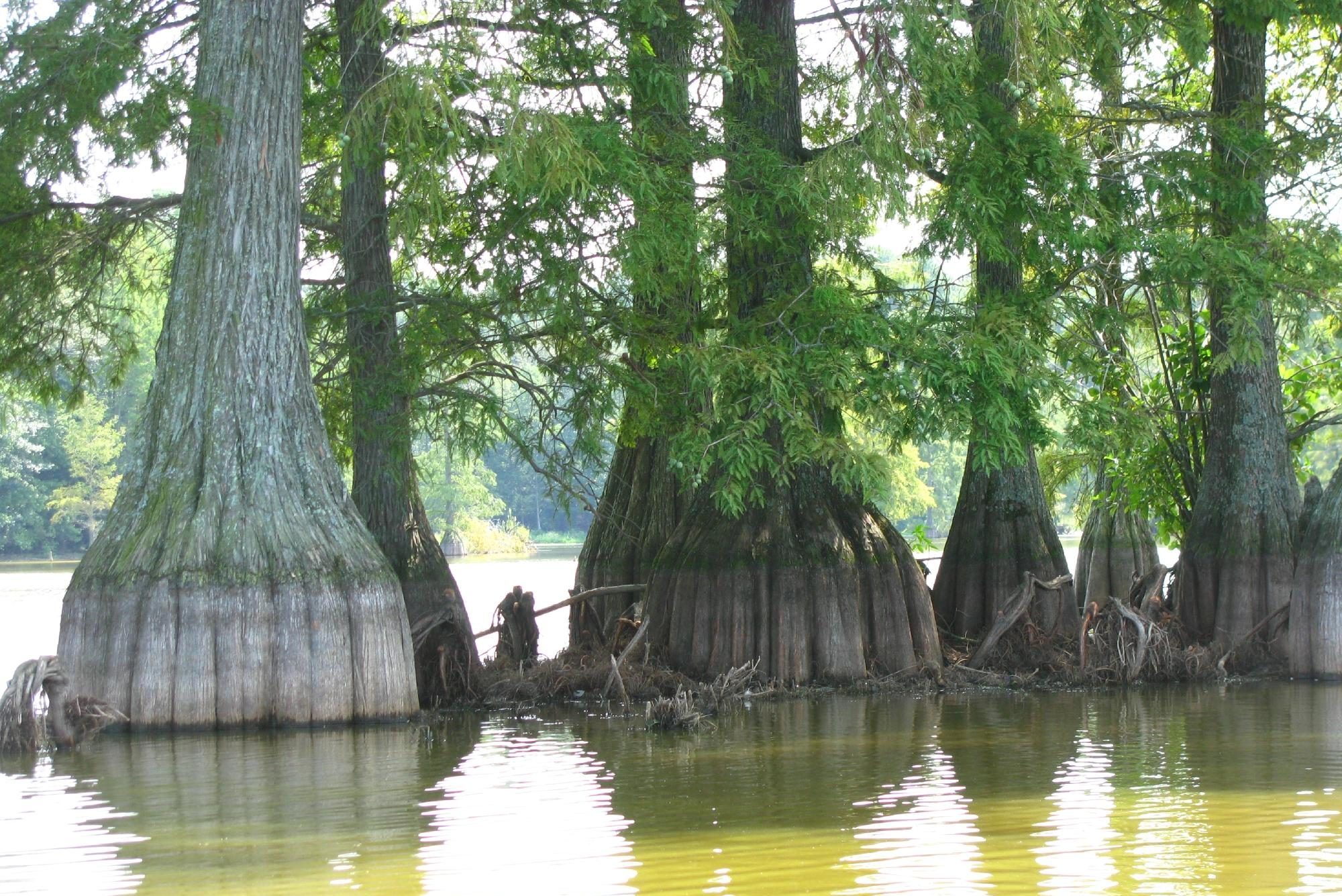 trap pond state park delaware camping
