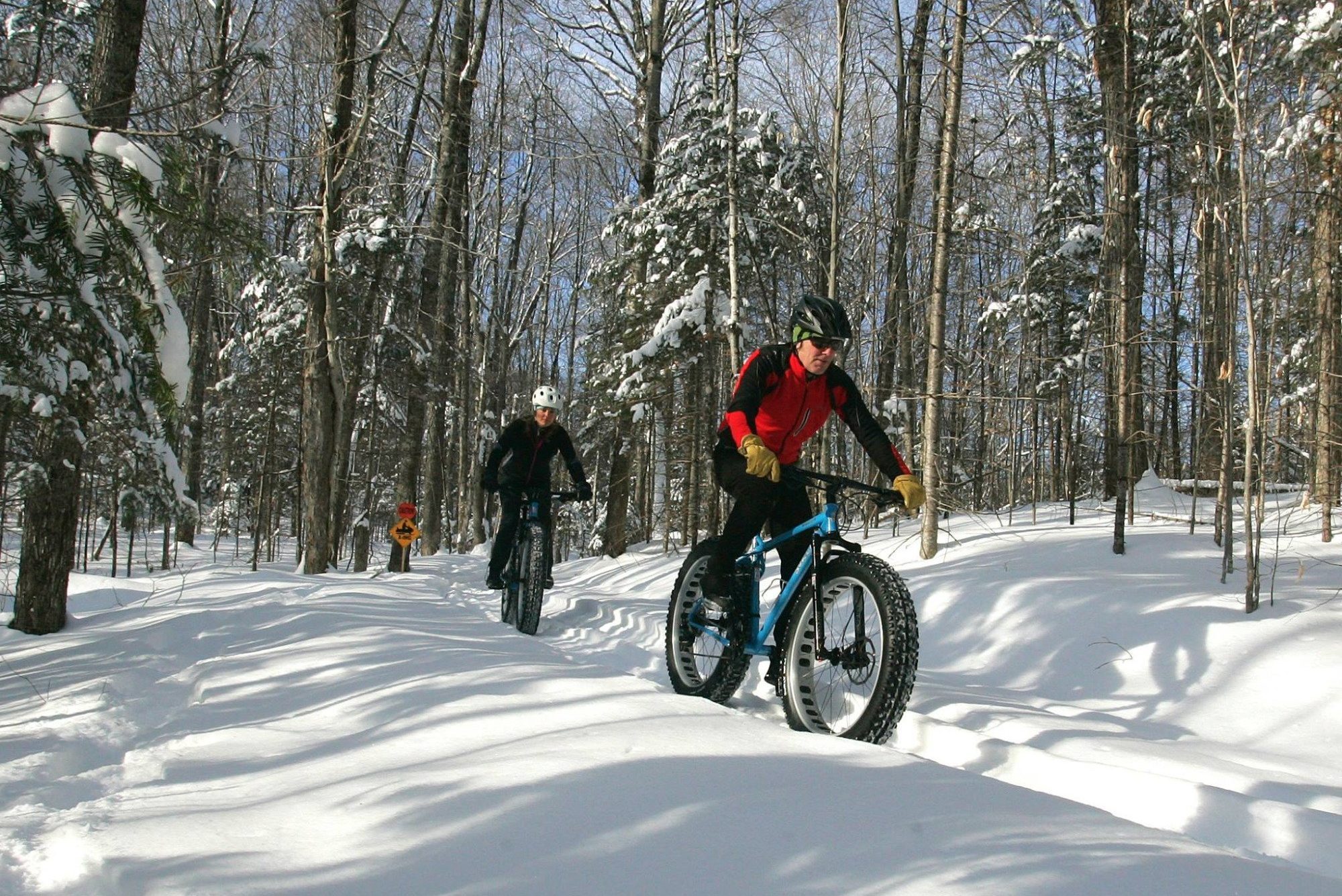 Cyclists ride fat-tire bikes through snowy forest trail, surrounded by tall, bare trees and snow-covered branches under a clear blue sky.