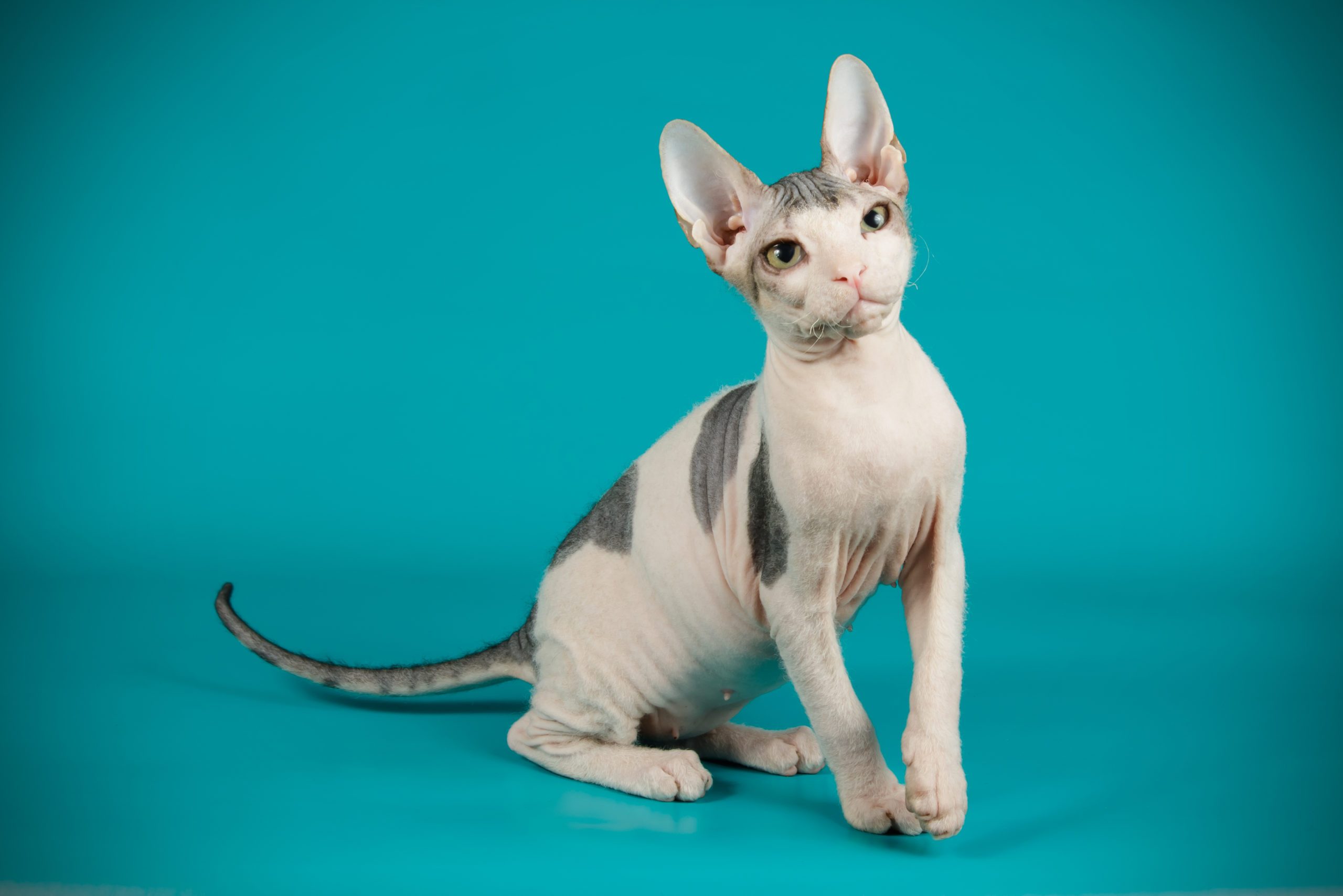 Don Sphinx cat on colored backgrounds