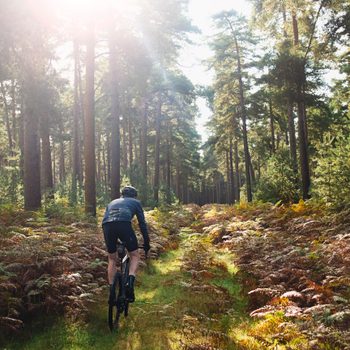 Cyclist riding through a sunlit forest, surrounded by tall trees and dense ferns.