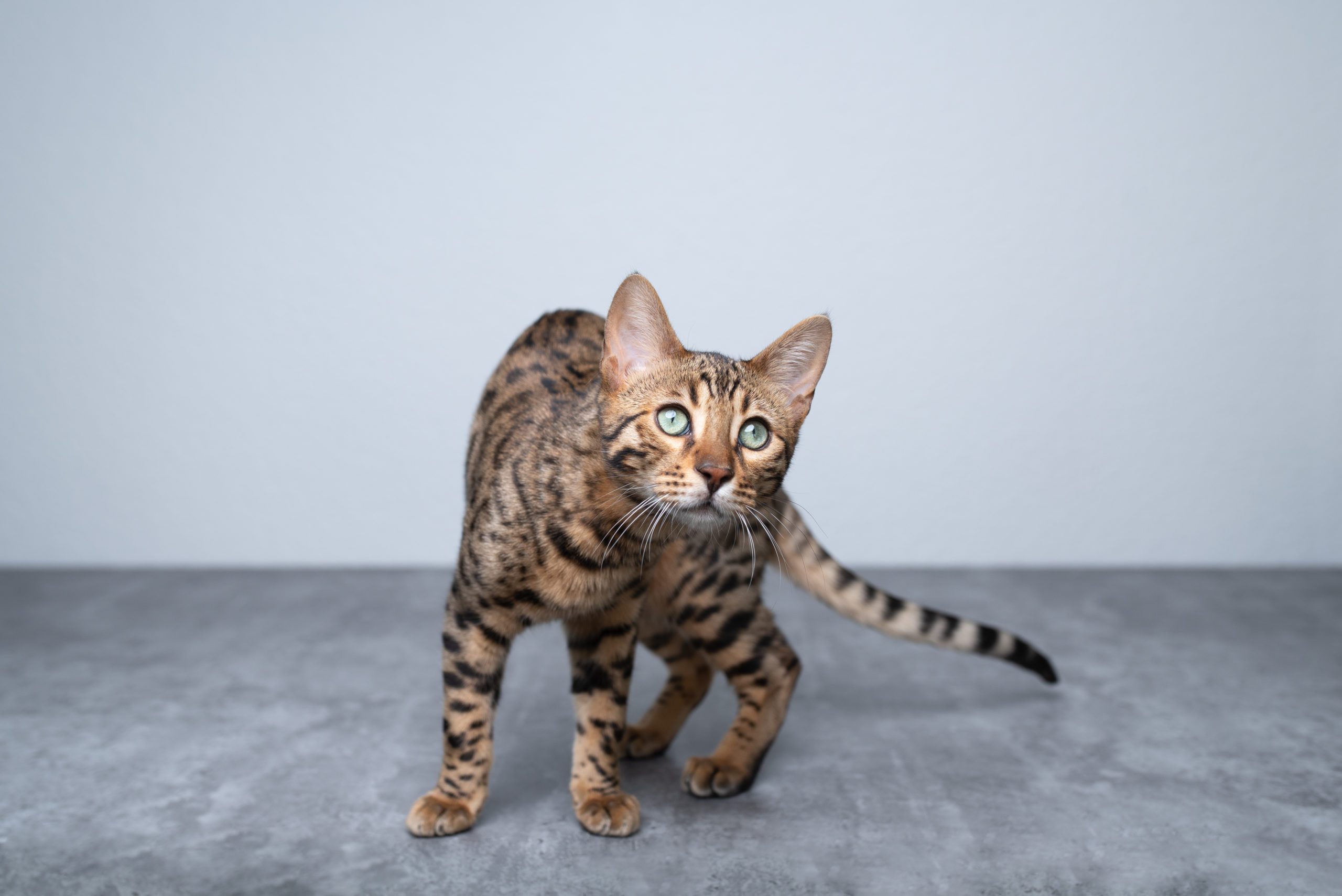 young bengal cat