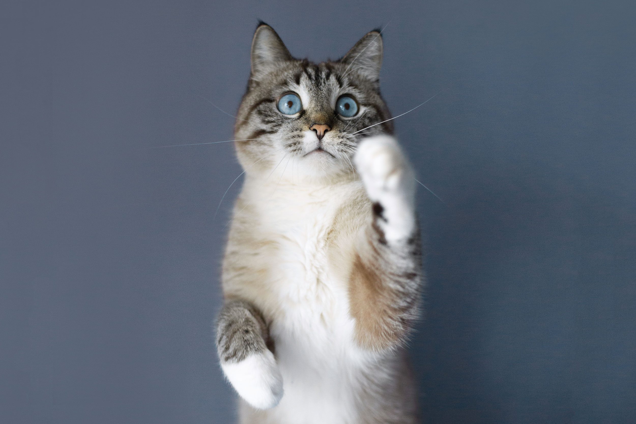 shorthair cat on gray background