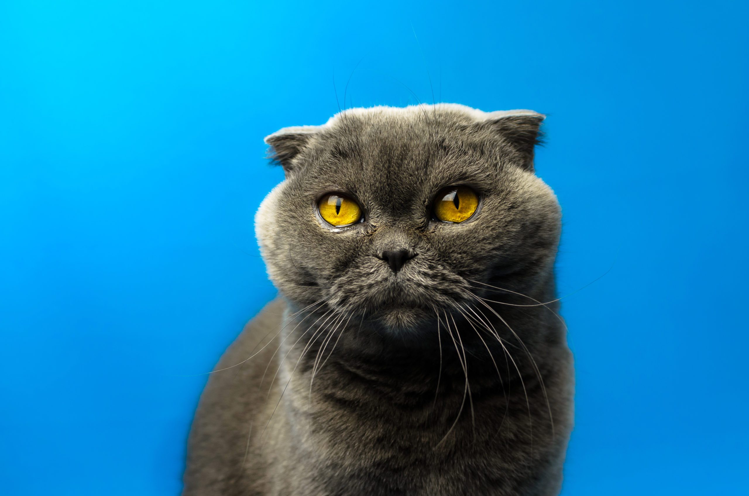 Scottish fold cat on an isolated blue colored background against the light, bright silhouette, portrait, copy space