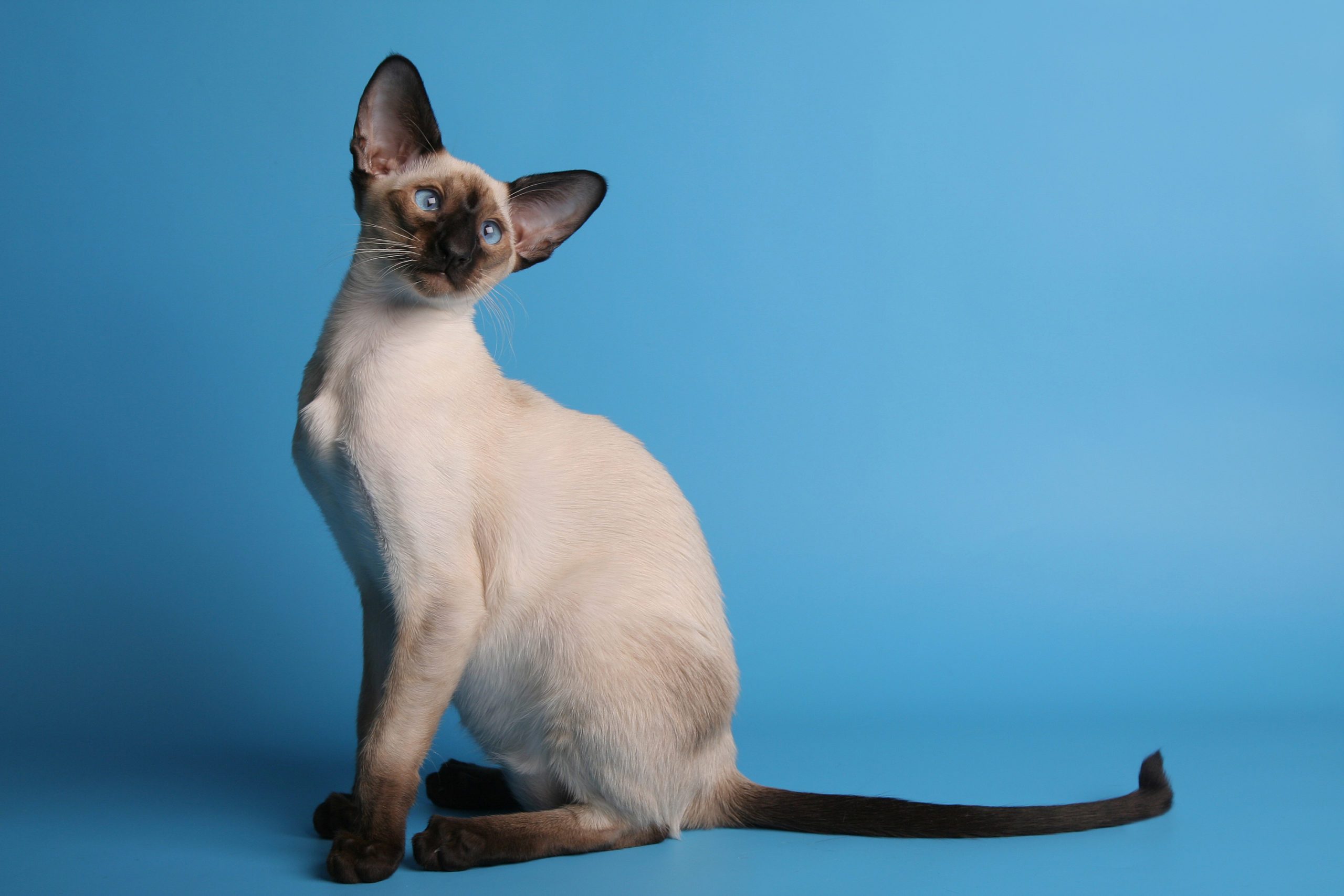 Siamese cat with blue eyes horizontal left side view