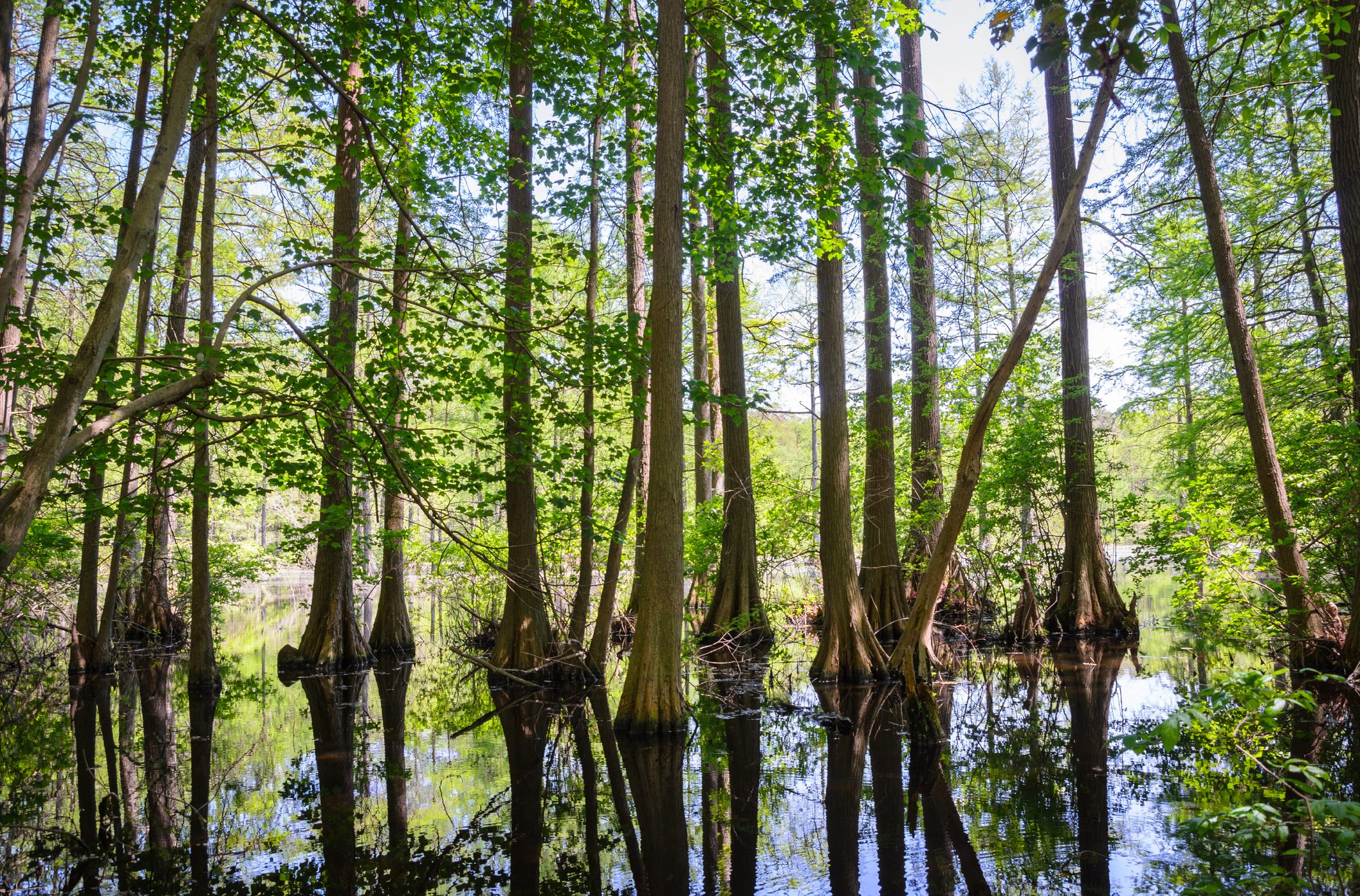 Tall trees stand in still, reflective water surrounded by lush green foliage under a clear, bright sky.