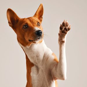 A brown and white dog raises its paw with a curious expression against a plain beige background.