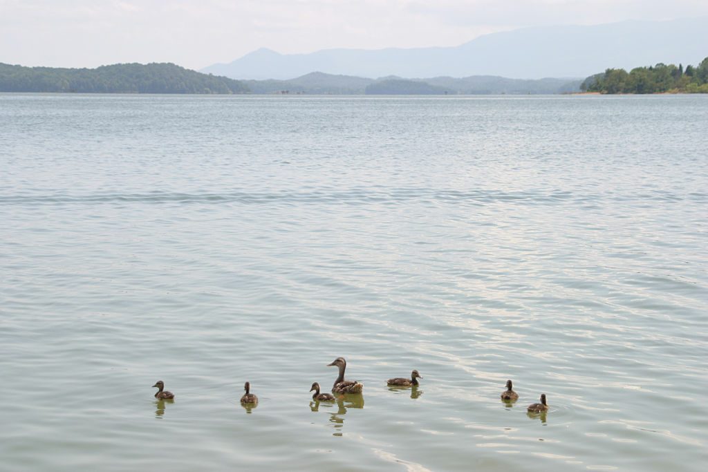Ducks swim calmly across a serene lake, surrounded by distant hills under a hazy sky.