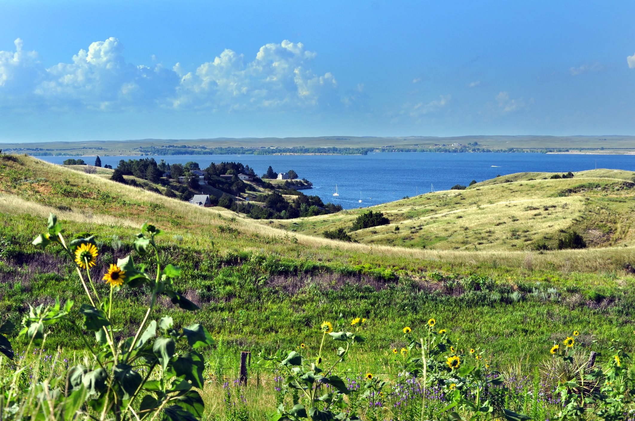 Sunflowers sway on a grassy hillside overlooking a lake with sailboats, under a blue sky with scattered clouds.