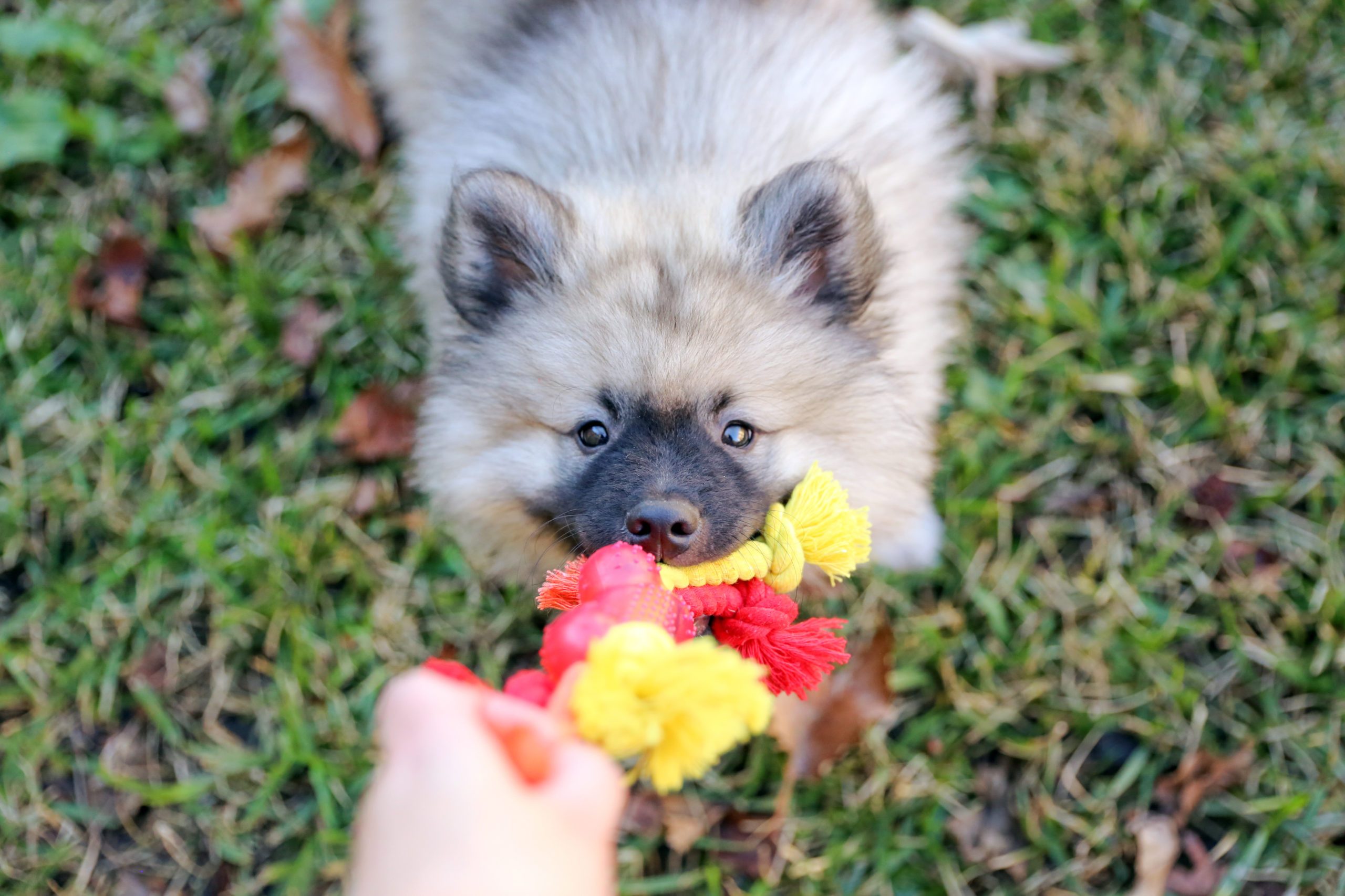Fluffy puppy tugs a colorful rope toy, playing on green grass with scattered brown leaves.
