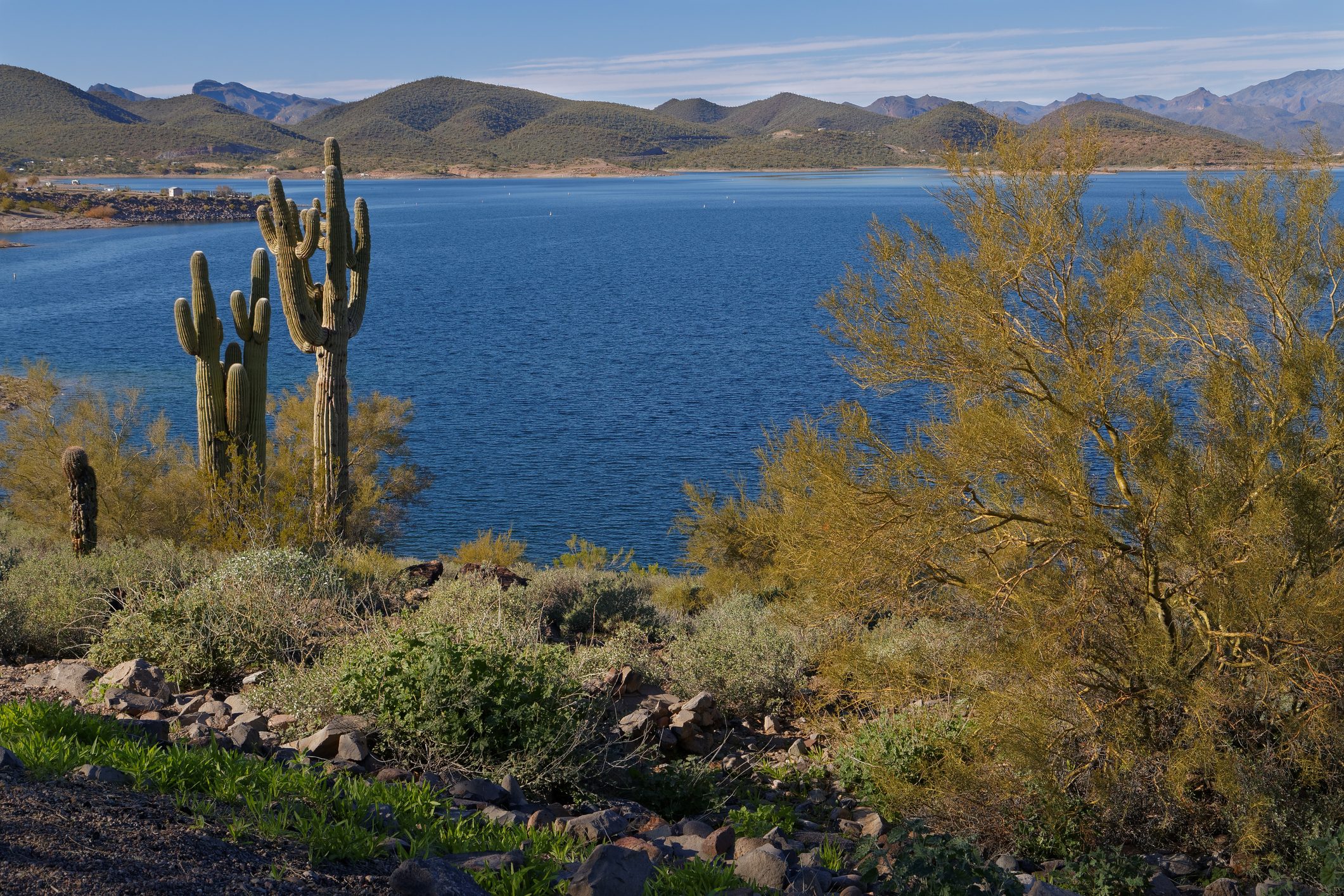 Cacti stand among desert vegetation, overlooking a large blue lake with mountainous terrain in the background under a clear blue sky.