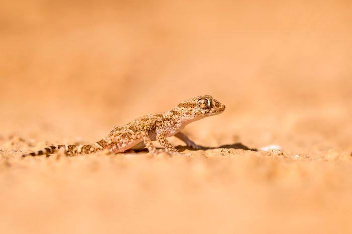 Short-fingered Gecko