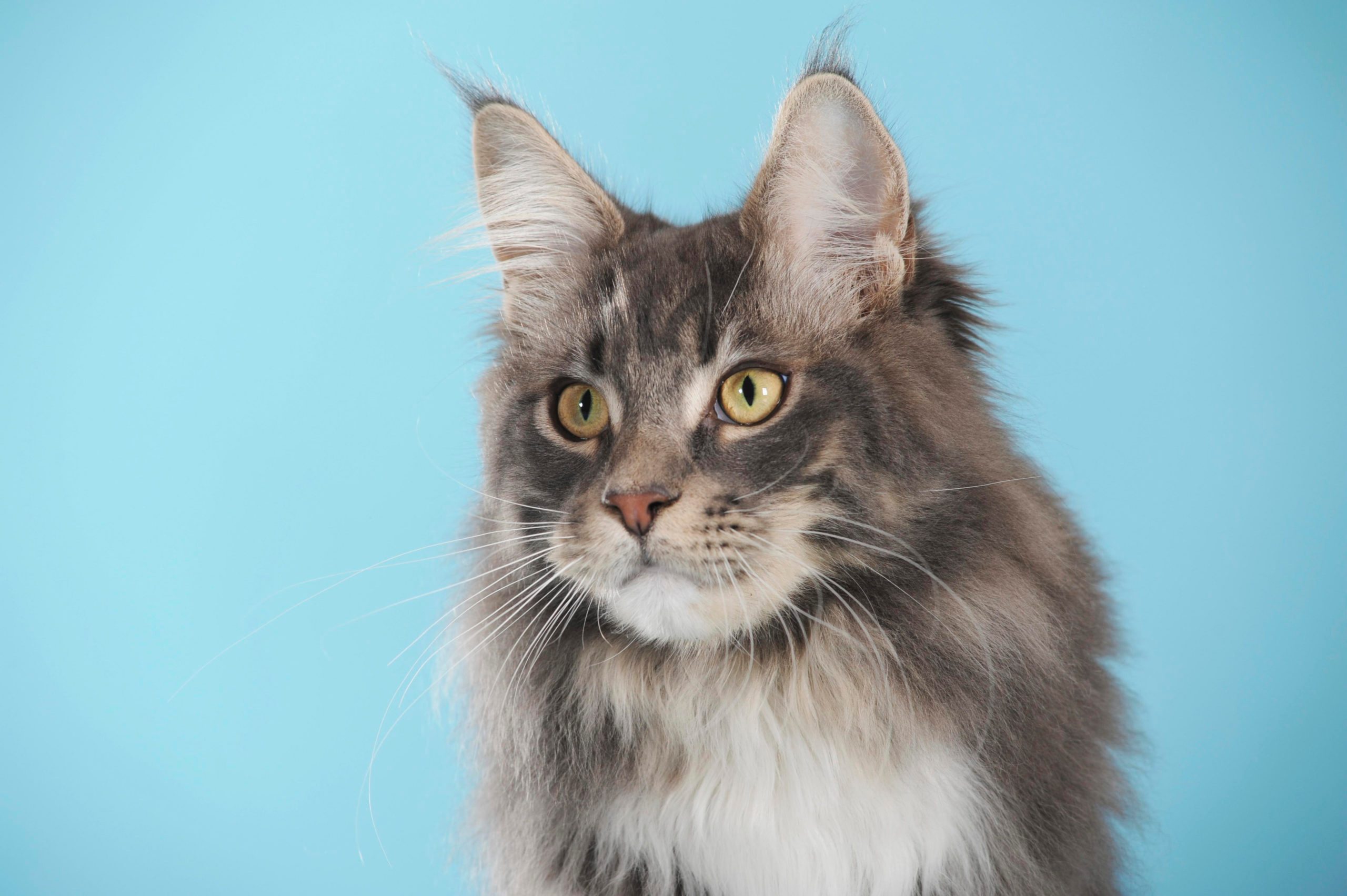 Maine Coon, cat, classic tabby, portrait