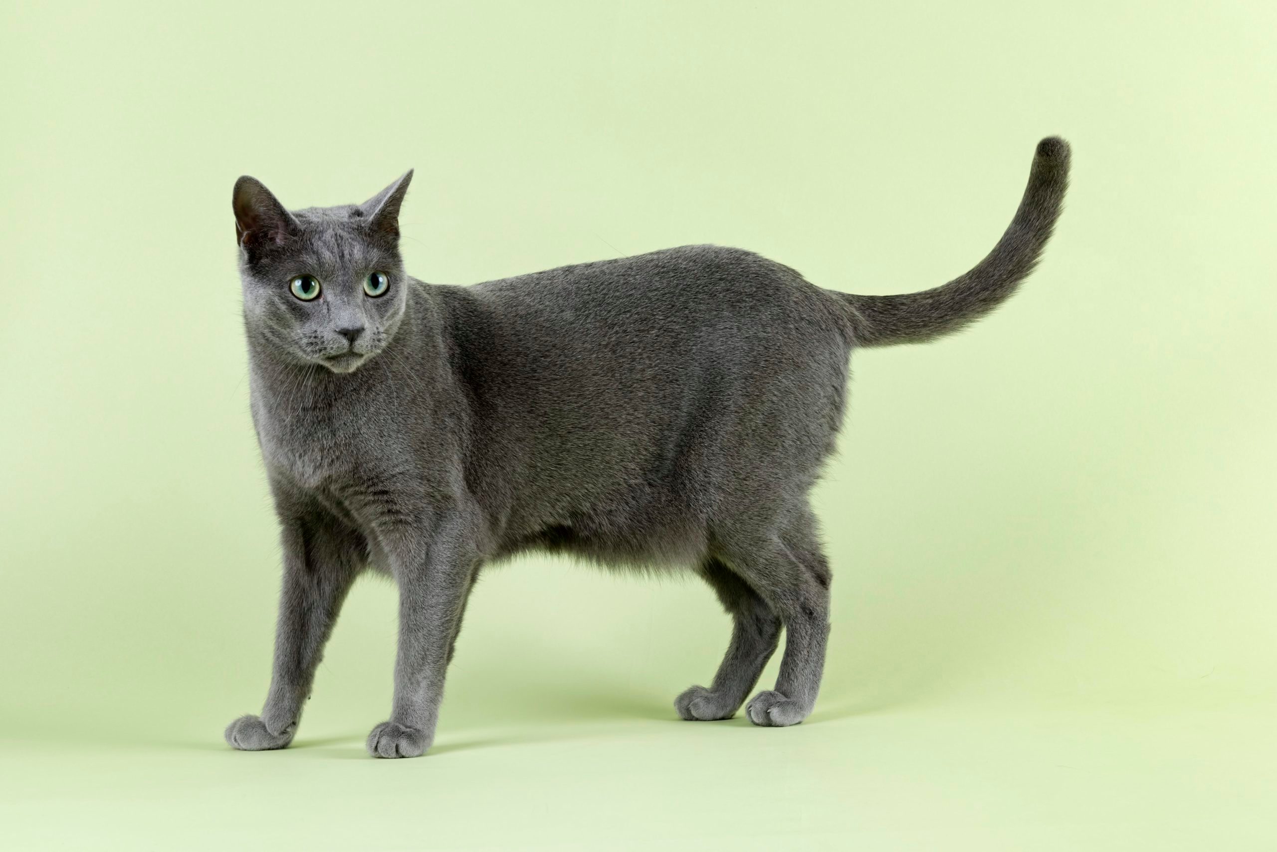 Pedigree cat Russian Blue (Felis silvestris catus)