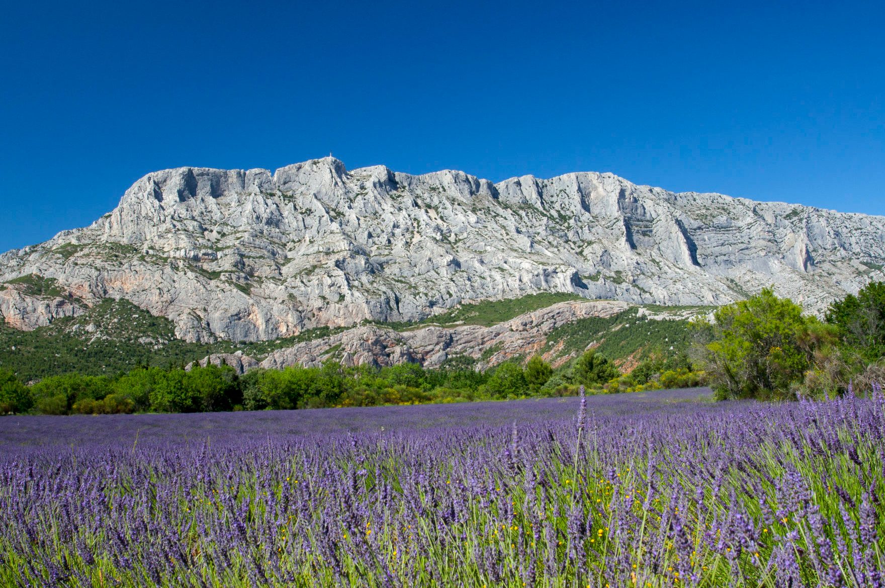 Lavender field blooms under the bright sun with a large, rocky mountain range in the background against a clear blue sky.