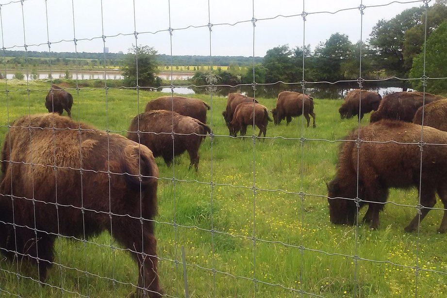 Bison graze peacefully behind a wire fence in a lush, green field with distant trees and a river.