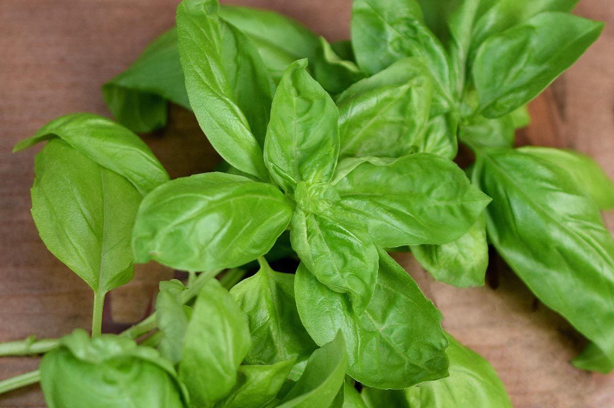 Basil leaves rest on a wooden surface, displaying vibrant green color and smooth texture.