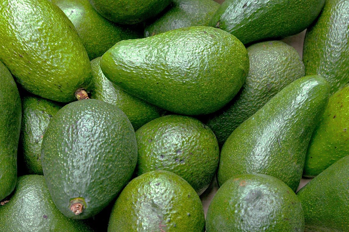 Avocados lie in a clustered pile, displaying smooth, green skin.