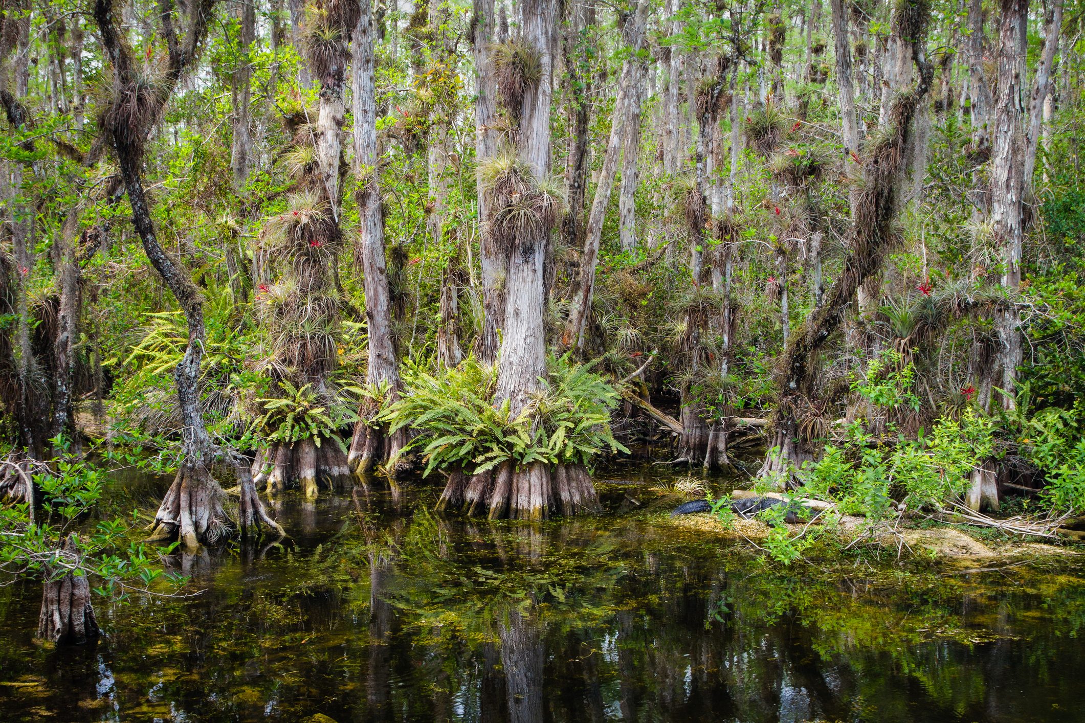 Everglades Tropical Cypress Swamp Landscape Showing Trees, Air Plants, and Ferns of the Swamp reflecting in Blackwater