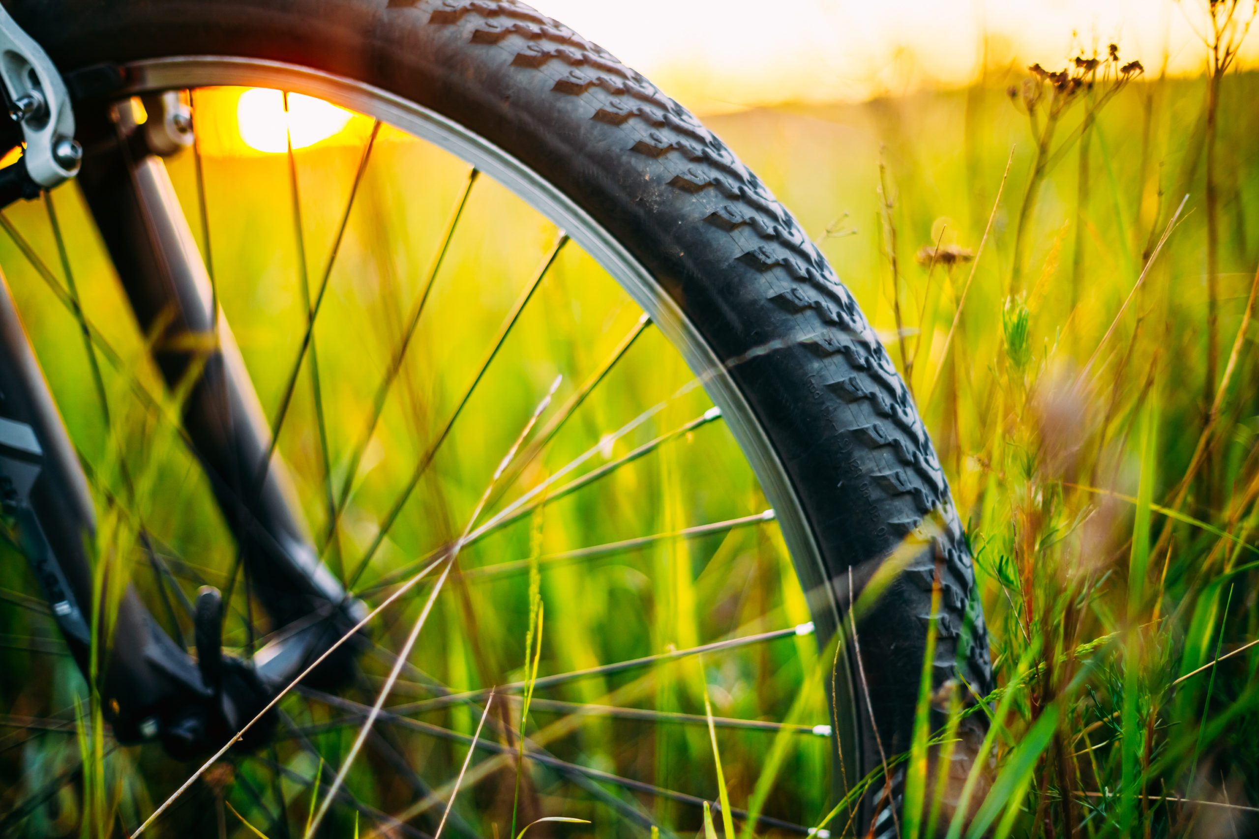 Bicycle tire rests in tall grass, illuminated by the warm glow of a setting sun in the background.