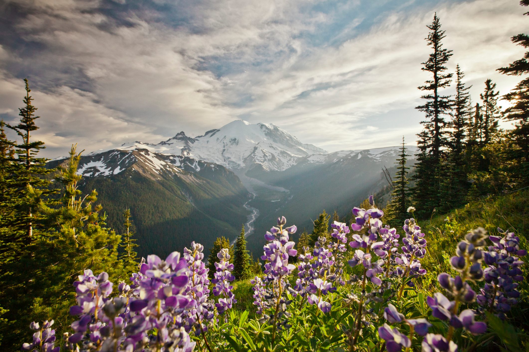 Wildflowers in Mount Ranier National Park