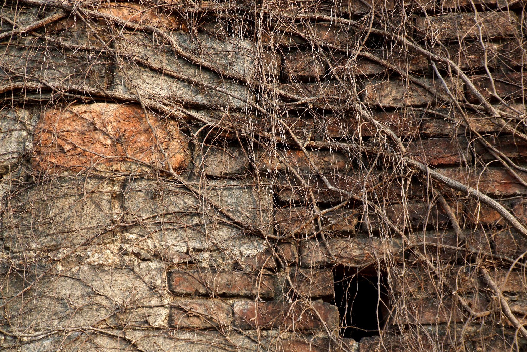 Dry vines are clinging to an old, weathered brick wall with gaps, creating a tangled, rustic appearance.