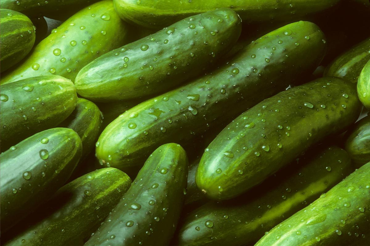 Cucumbers glisten with water droplets, piled together in close-up view, showcasing their fresh, green texture.