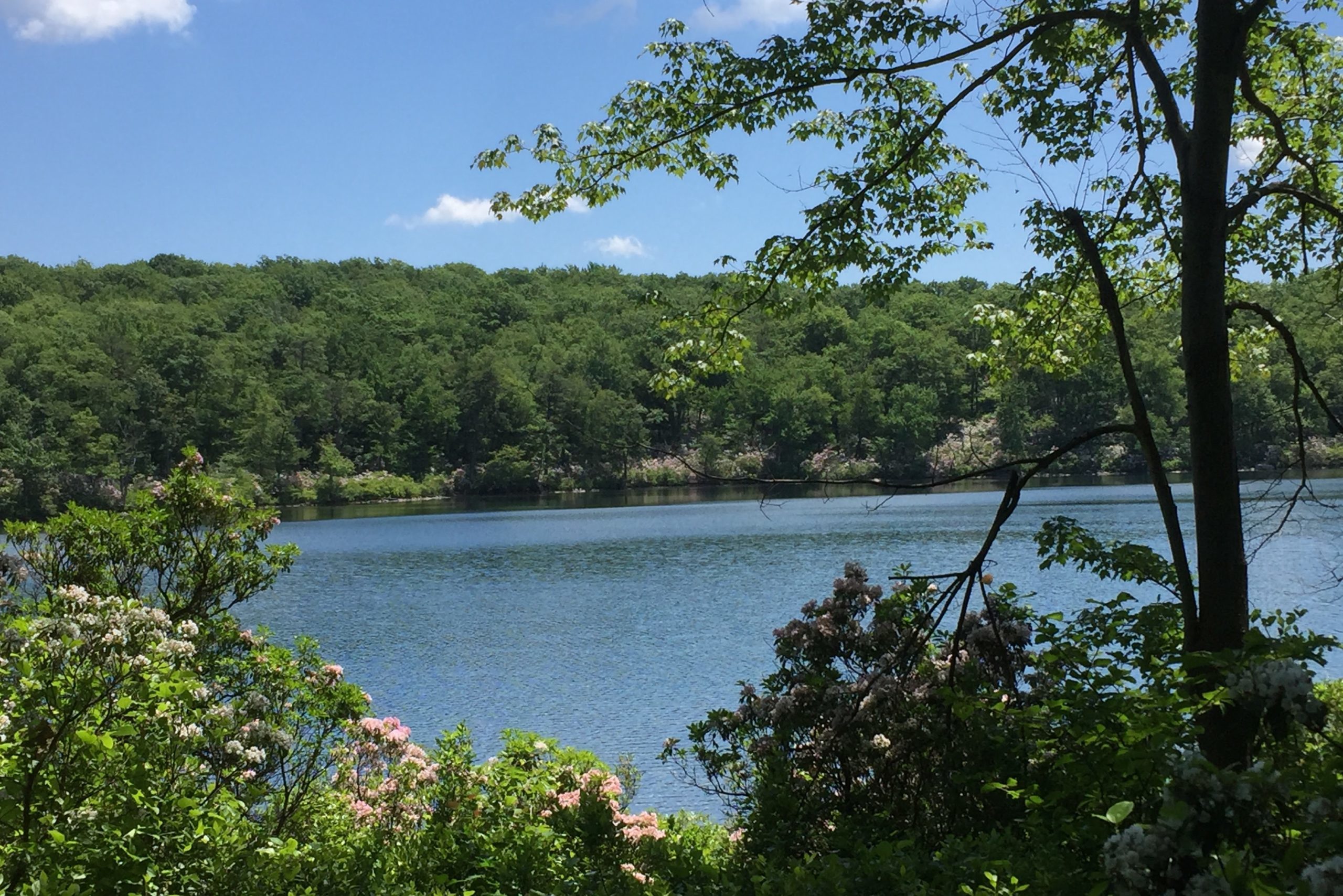 Lake reflecting sky, framed by tree branches, surrounded by lush greenery and flowering bushes under a clear blue sky.