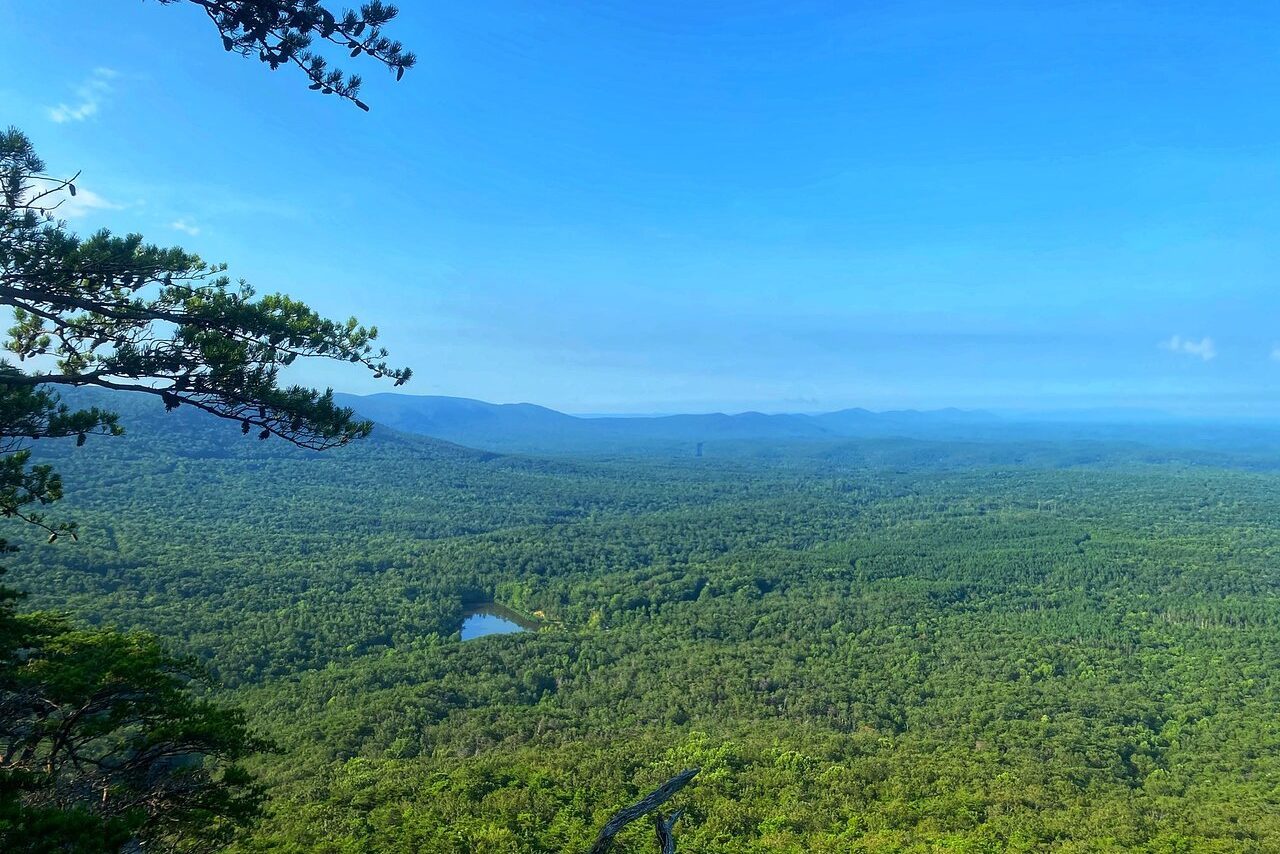 Vast green forest stretches under a clear blue sky, with mountains in the distance and a tree branch framing the left edge.
