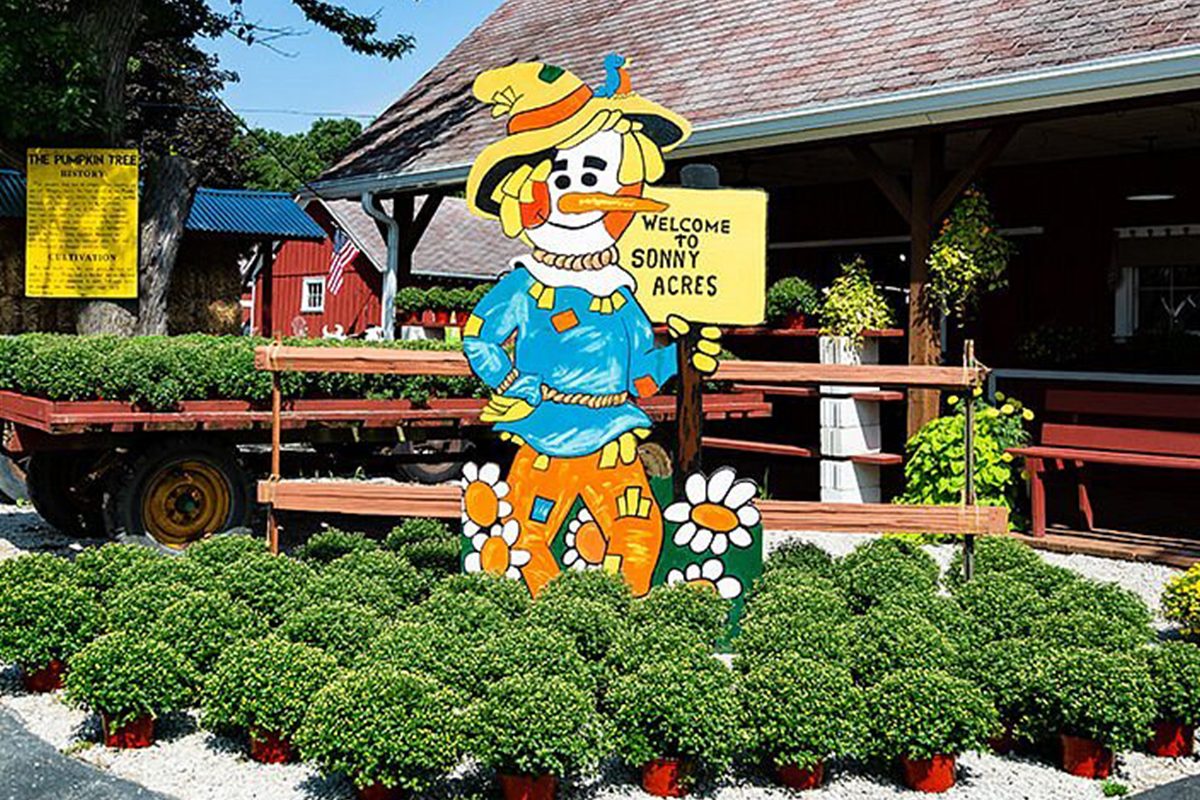 Sonny Acres Pumpkin Patch In West Chicago Illinois