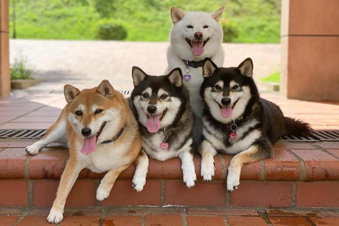dogs