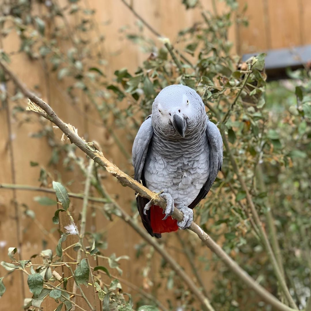 foul mouthed parrots