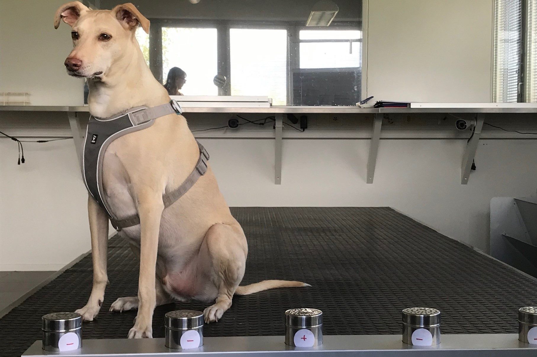 coronavirus sniffing dogs