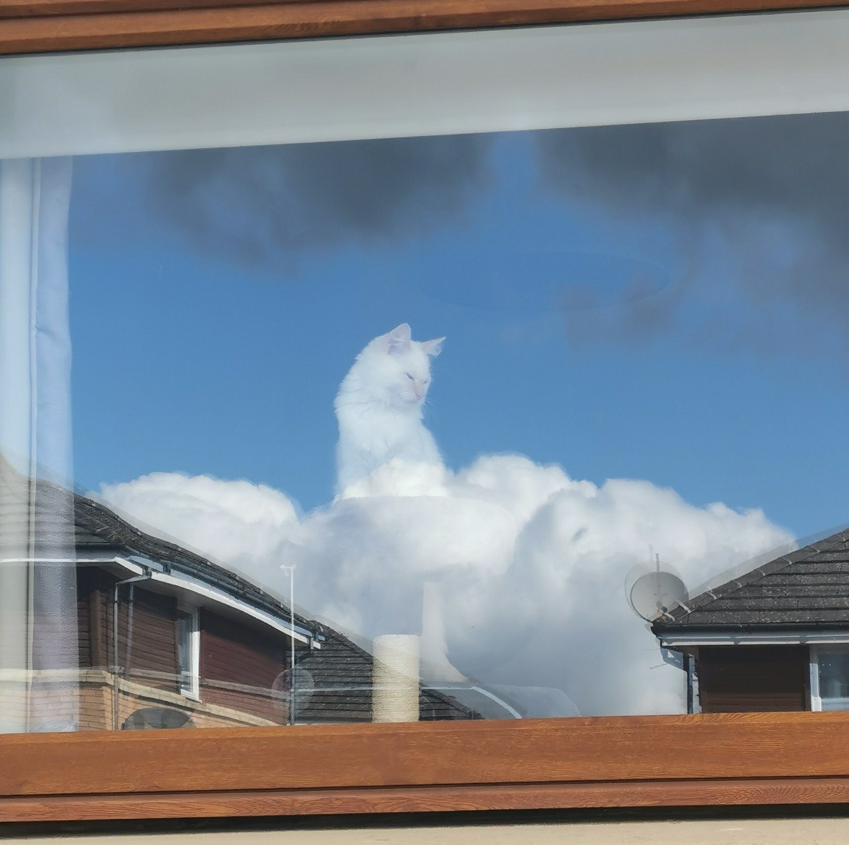 funny animal stories cat clouds pets