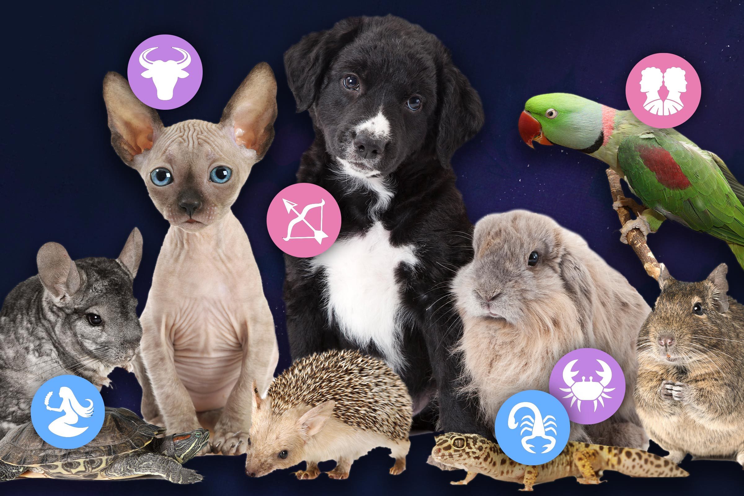 Zodiac pets