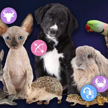 Various animals including a dog, cat, rabbit, and parrot are pictured with zodiac symbols against a dark background.