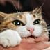 Why Does My Cat Bite Me?
