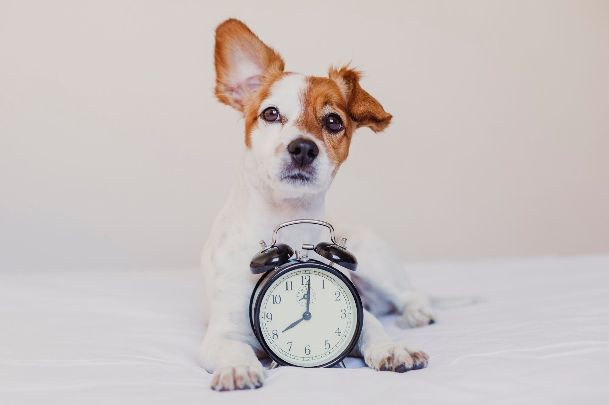 Do Dogs Have a Sense of Time?